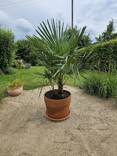 PalmenLager.de