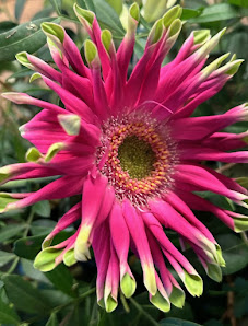 Gärtnerei Pilger