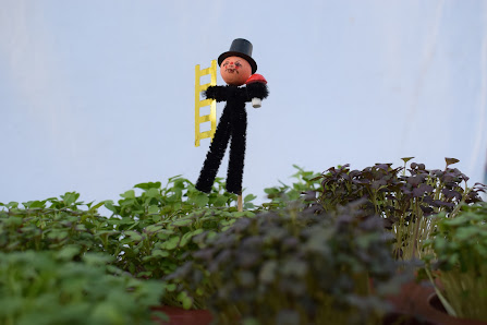 Haller Blumen GmbH