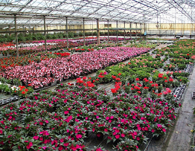Haller Blumen GmbH