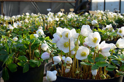 Haller Blumen GmbH