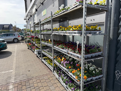 Blumen Sans