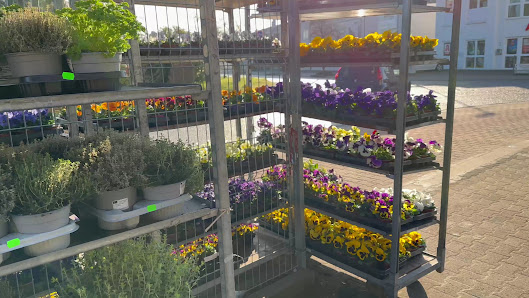 Blumen Sans