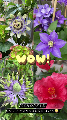 Blumen W. Göbel
