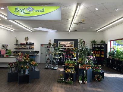 Blumen Edelweiß Fritzlar