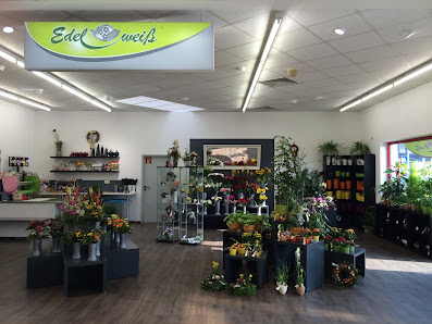 Blumen Edelweiß Fritzlar