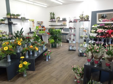 Blumen Edelweiß Fritzlar