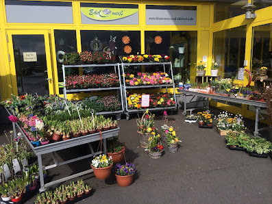 Blumen Edelweiß Bebra
