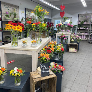 Blumen Edelweiß Hünfeld 2