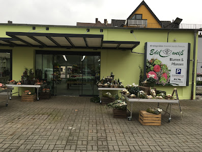 Blumen Edelweiß Hünfeld 2