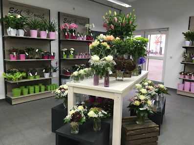 Blumen Edelweiß Hünfeld 2