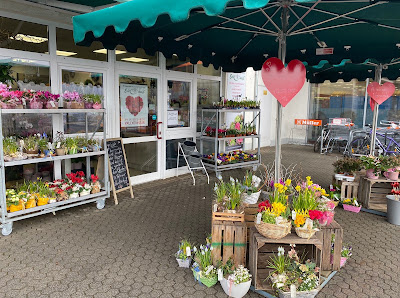 Blumen Edelweiß Schlitz