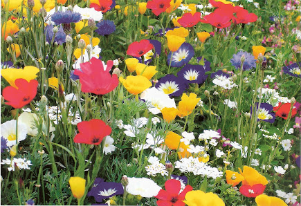 Blumenhaus Töpfer Gärtnerei