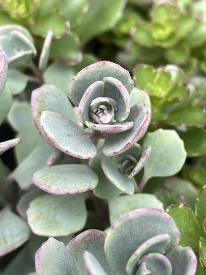 Gartencenter