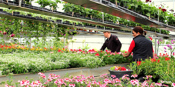 Pöpel - Blumen & Garten