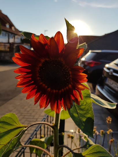 Blumenhaus Schermer Inh. Katja Habermehl