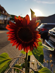 Blumenhaus Schermer Inh. Katja Habermehl