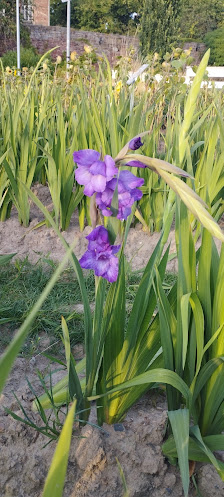 Tulpenfeld Landblumen Steinmetz zum selbst pflücken