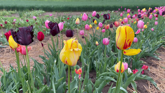 Blumenfeld Dissen Blumen zum Selberpflücken Landblumen Steinmetz