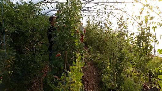 Malina Waldgarten