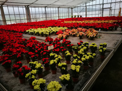 Blumen Krug