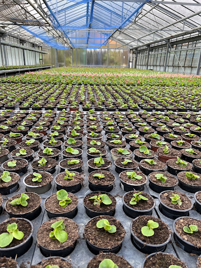 Gärtnerei Meyer, Blumen, Grabpflege, Trauerfloristik
