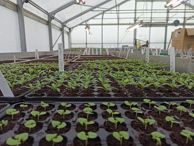 Gartenservice Grünkram