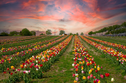 Tackes Blumenfelder
