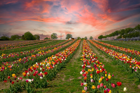 Tackes Blumenfelder