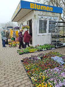 Blumen & Topf-Pflanzen