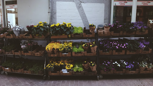 BLUME2000 Wismar