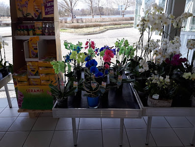 Blumen Mundt