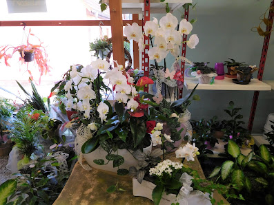 Blumenhaus Am Steintor Inh. C. Hofmann