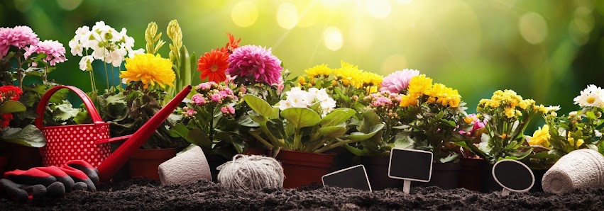 Flora Markt