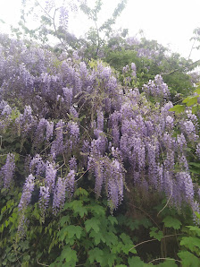Blumenhaus Jannink GbR