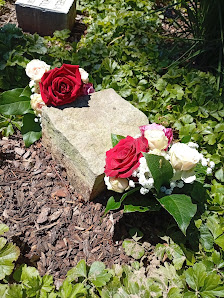 Blumen Edelweiss Garbsen Planetencenter