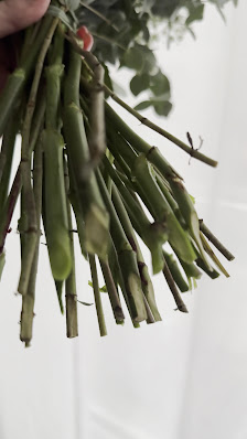 Löschau Dekoration, Blumen und Pflanzen, Raumbegrünung,Hydrokulturen