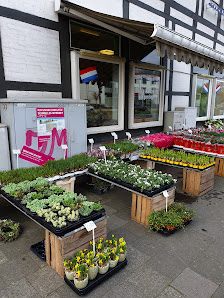 Der Holländer G.S.Geerlings Blumen & Pflanzen