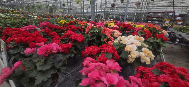 Bayerische Blumen Zentrale GmbH - Dekozentrale