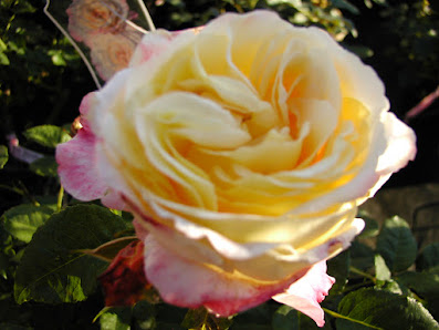 blumen-dammann-jork