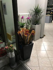 Blumen & Pflanzen