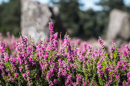 B - Die Gartengestalterin