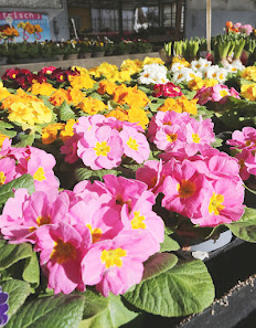 Blumenhof am Fümmelsee