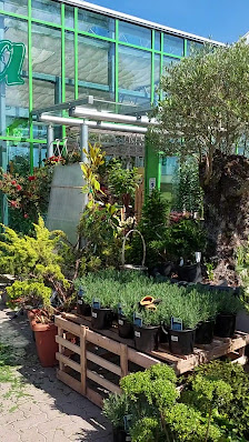 Kola Garten- und Landschaftsbau