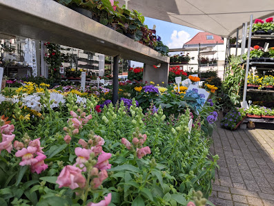 Blumen Brauers