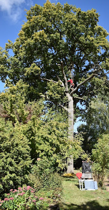 Baum- und Grünpflege N.Steiner