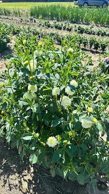 Blumenfeld Nordgoltern (Hof Meyer)