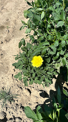 Blumenfeld Nordgoltern (Hof Meyer)