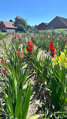 Blumenfeld Nordgoltern (Hof Meyer)