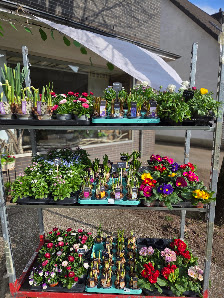 Noras Blütenzauber Floristik